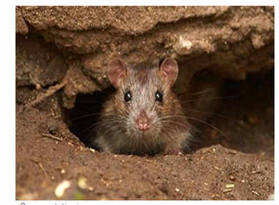 Kill a rat, earn Rs 18, says BMC