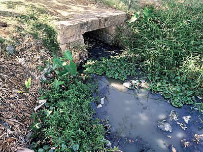 Madiwala Lake is toxic again