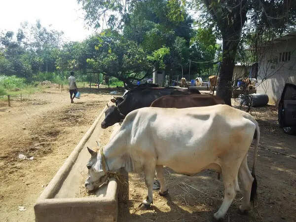 Greater Chennai Corporation to set up 7 sheds to curb stray cattle menace on streets