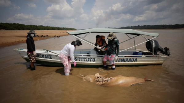 More than 100 dolphins, thousands of fish found dead in Brazil