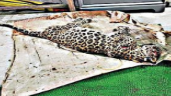 Kerala: ‘Leopard killed by tribesman was ill and unable to hunt’