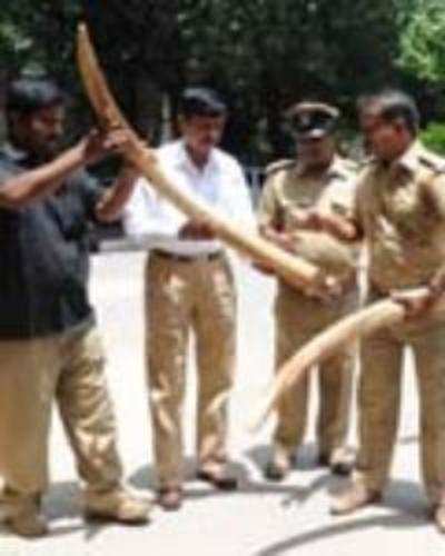 Ivory worth lakhs seized