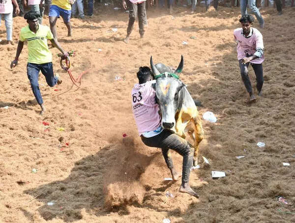 Bull tamer gored to death, nine injured at Dindigul jallikattu
