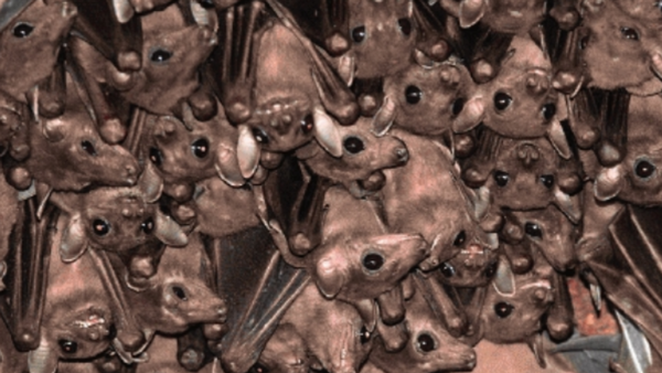 India blind as bat to winged creatures’ existential threat