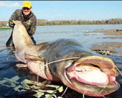 ‘Giant mutant catfish’ found near Chernobyl disaster