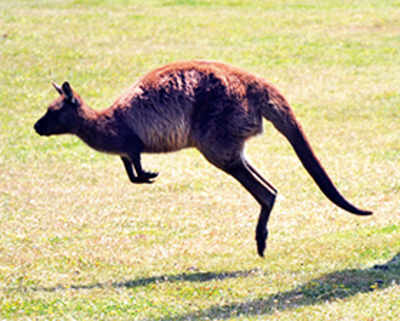 Down under the kangaroo’s pouch