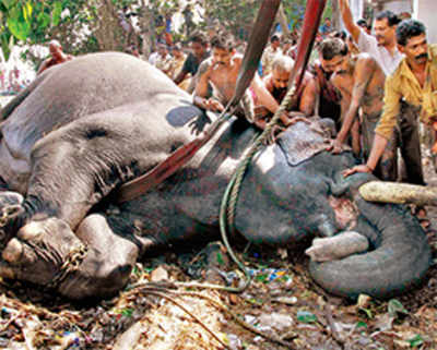 Animal activists accuse wildlife dept of neglect over Elephant’s death