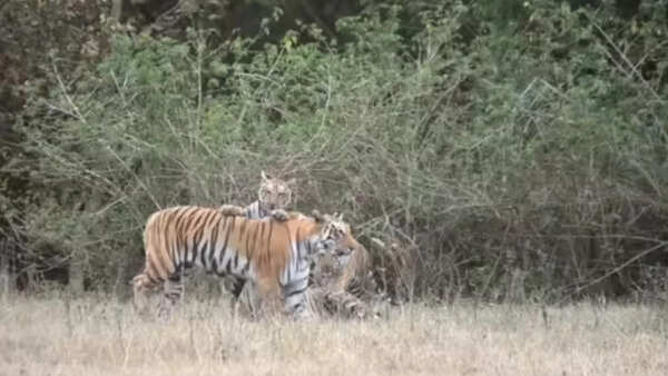 For decades, 24 out of 26 sanctuaries await notification in Madhya Pradesh