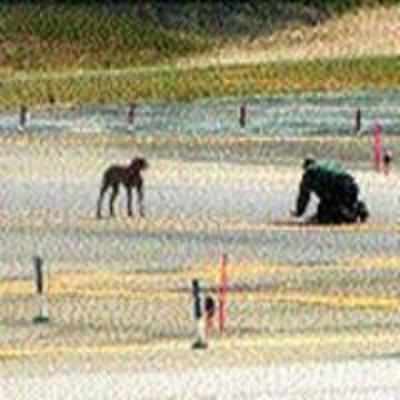 Puppy Escapes From Cage, Runs On To New York Airport Runway