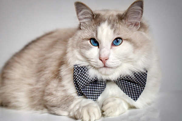 Ways to keep your cat healthy