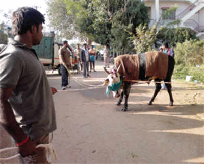 A bull run on Magadi Road