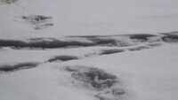 Mysterious footprints of mythical beast sighted, claims Indian Army 
