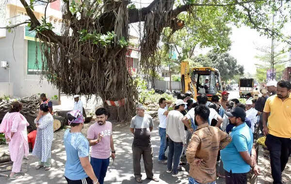Activists halt NMC’s tree felling in Dindori, Gangapur roads after NGT stay