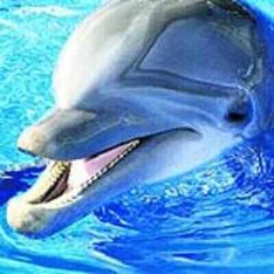 Dolphins may be geniuses at math