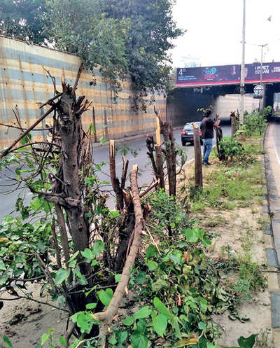 30 trees on Outer Ring Road cut for hoarding view?