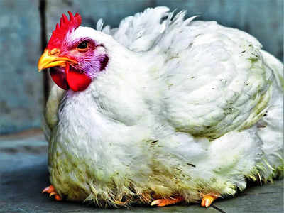 Bird flu precautionary measures enforced