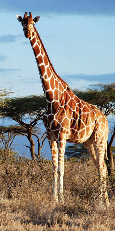 Bannerghatta National Park : Giraffe from Cyprus zoo? A tall order