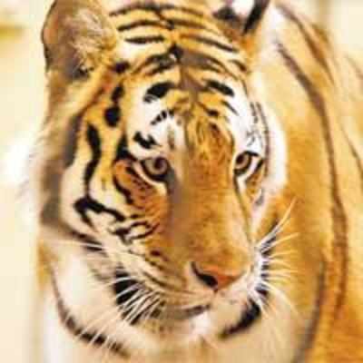 Killer US zoo tigress also mauled Indian brothers