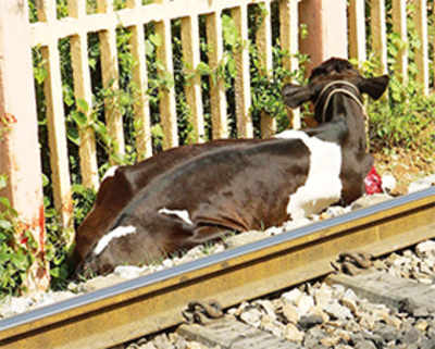 WR blames cattle on tracks for delays
