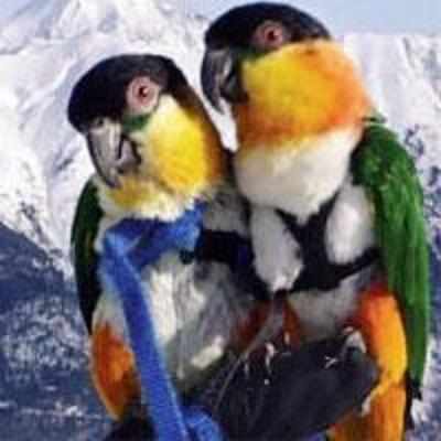 These Pollys wanna ski!