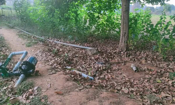 Elephants damage crops near Krishnagiri