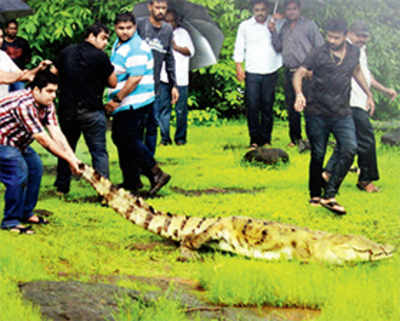 Croc comes calling at night in Bhandup