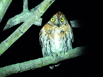 Karnataka: Why owls are in great demand