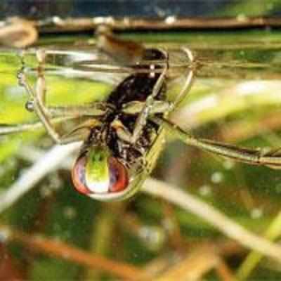 Water boatman is the loudest creature in the world