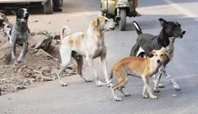 Shocking: Tens of dogs poisoned, torched by people in Hyderabad suburb