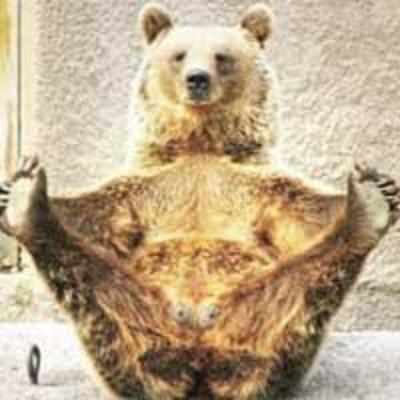 Yoga Bear: Grizzly who performs asans in zoo