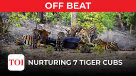 Tigress takes care of sibling's cubs along with her own