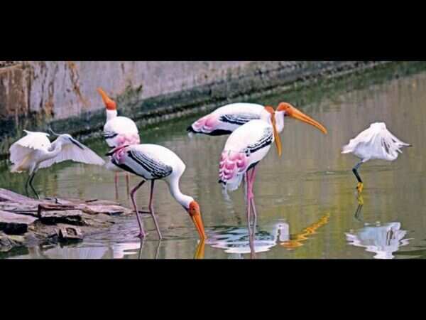 Andhra Pradesh 11th in country in bird species diversity