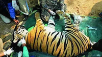 Satpura tiger was poisoned and killed with electric wire by opium cultivator, autopsy reveals