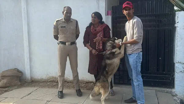 Husky case: Three more dogs, including German Shepherd, rescued