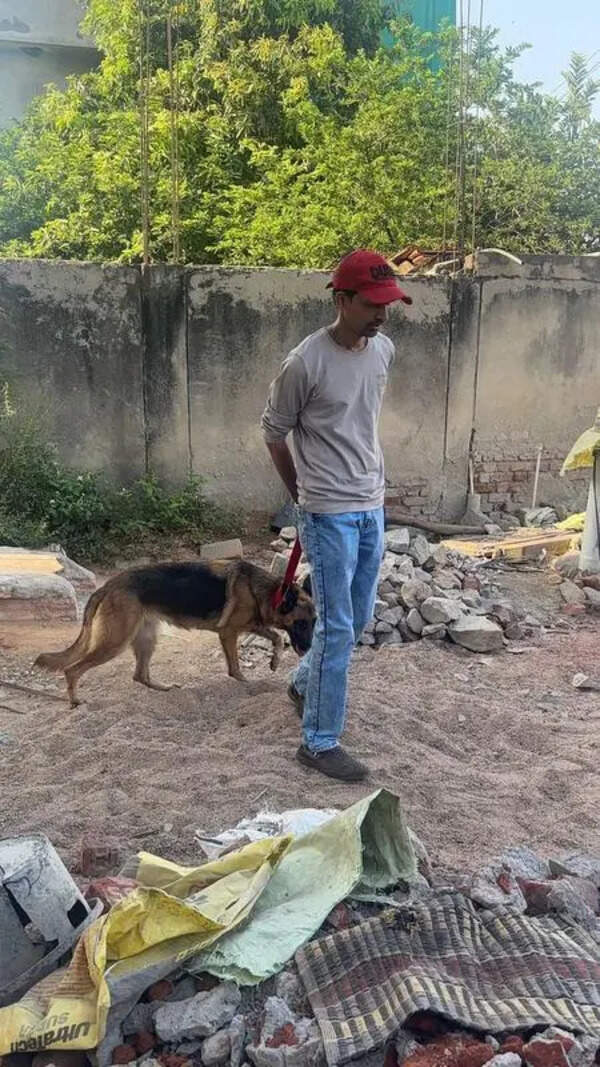 Husky case: Three more dogs, including German Shepherd, rescued