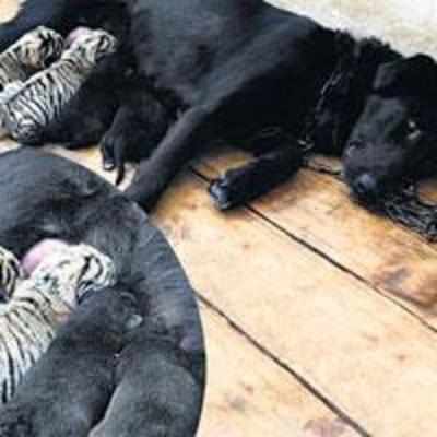 Dog becomes surrogate mom to two tiger cubs