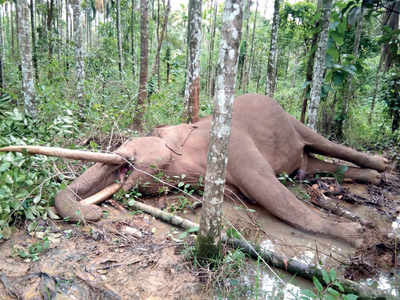 An old Nagarhole tusker dies of electrocution