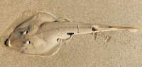 Bycatch, habitat loss threaten widenose guitarfish popn along state&rsquo;s shoreline