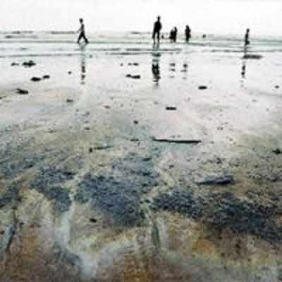 Mangroves along Thane creek may be in danger due to oil spill