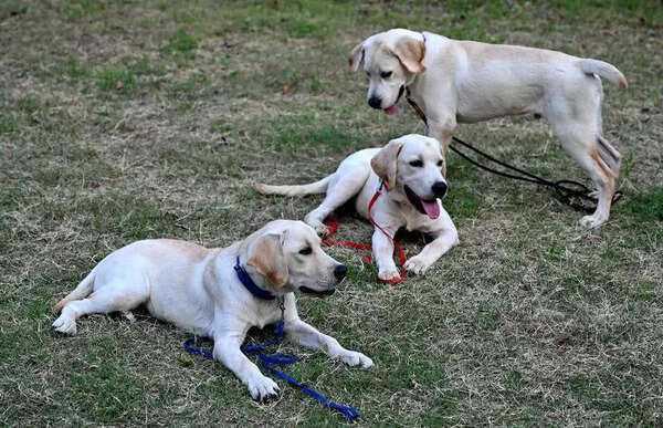 Unidentified man tries to encroach upon National Police Dog Training Centre
