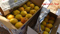 Delhi: Crowd loot mangoes worth thousands in Jagatpuri 