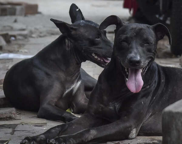 LMC plans 1k-capacity dog shelter to curb bite cases