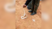 Coimbatore: 3-feet-long cobra rescued from a residential area 