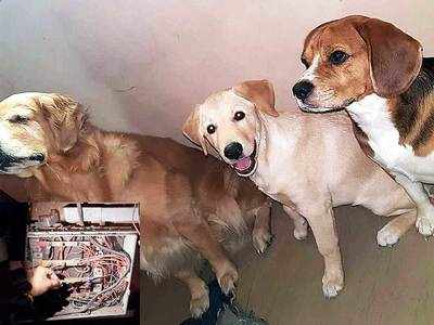 Nerul businessman steals electricity to keep his three beloved dogs in 24-hour air-conditioned comfort