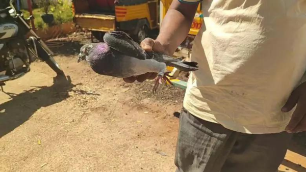 'Trained for endurance & speed’: How Telangana cops busted pigeon racing gang from Andhra Pradesh