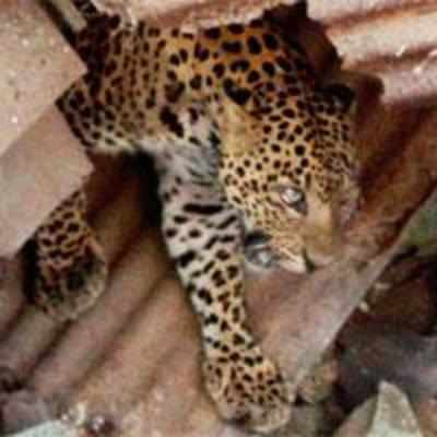 Will red tape keep this leopard caged for life?