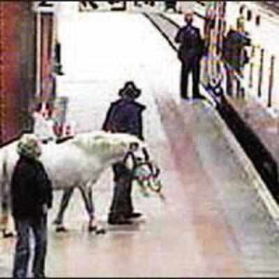 Man tries to board train with a horse
