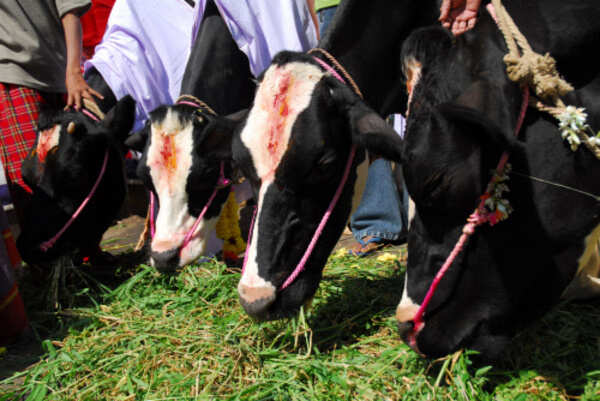 Ludhiana municipal corporation seeks government nod for cow cess again