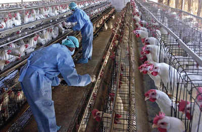 Bird flu detected in Bidar farm
