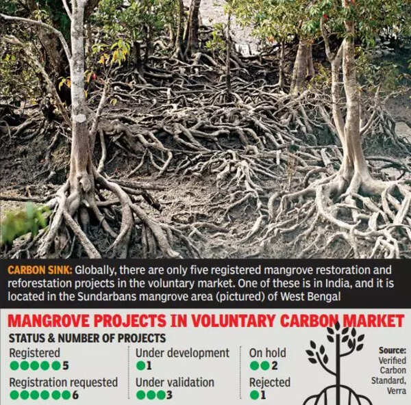 How India’s coastal forests could become a goldmine